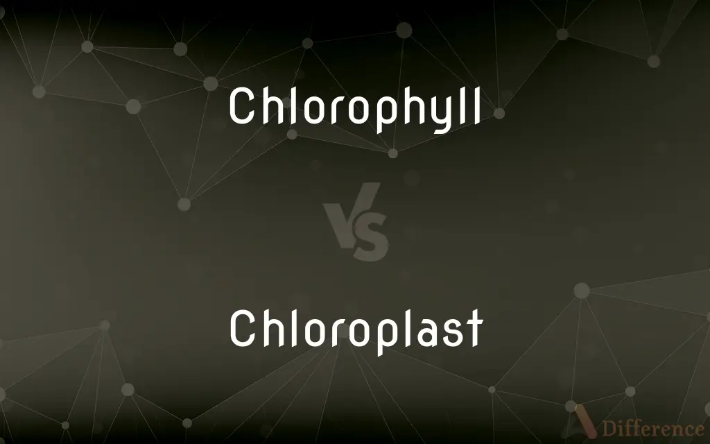Chlorophyll vs. Chloroplast — What's the Difference?