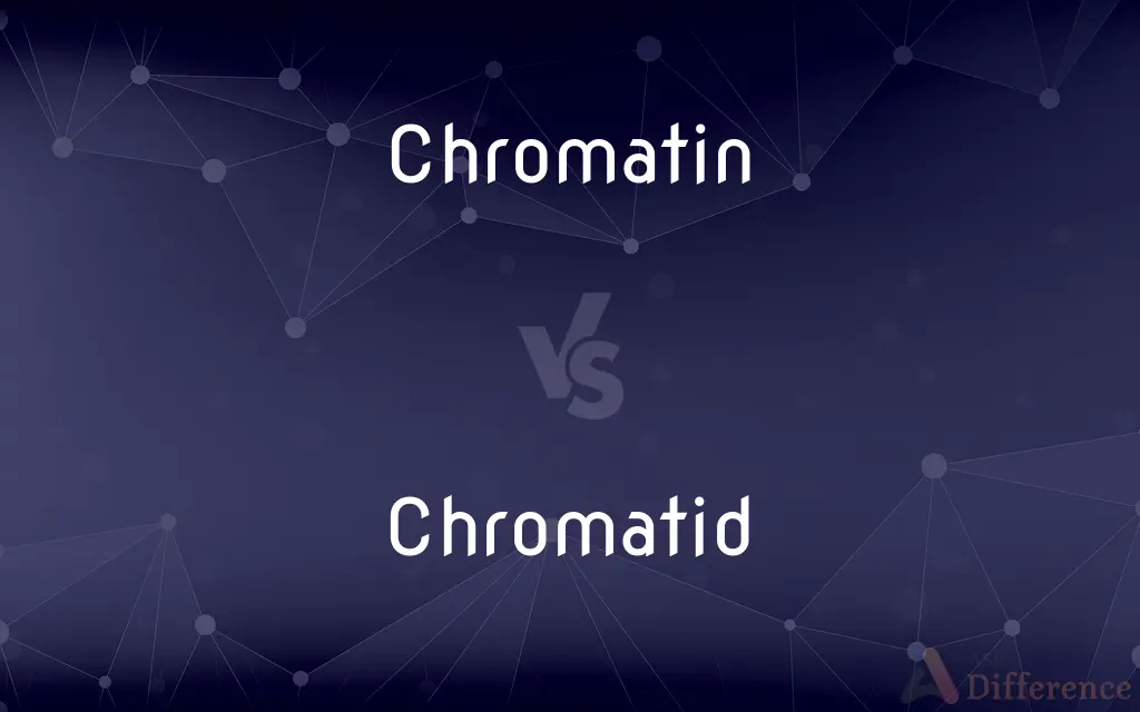 Chromatin vs. Chromatid — What's the Difference?