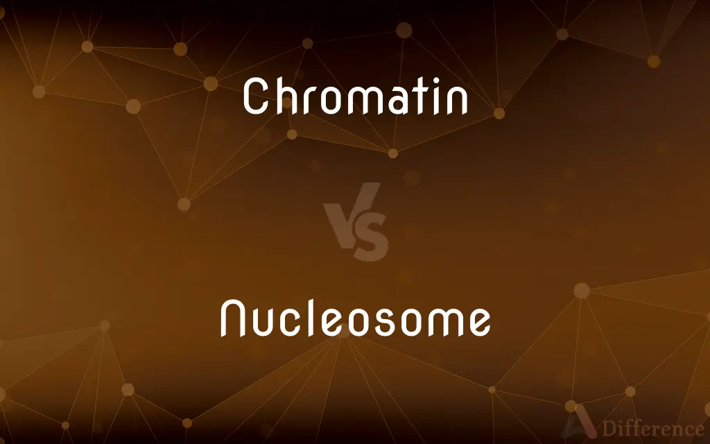 Chromatin vs. Nucleosome — What's the Difference?