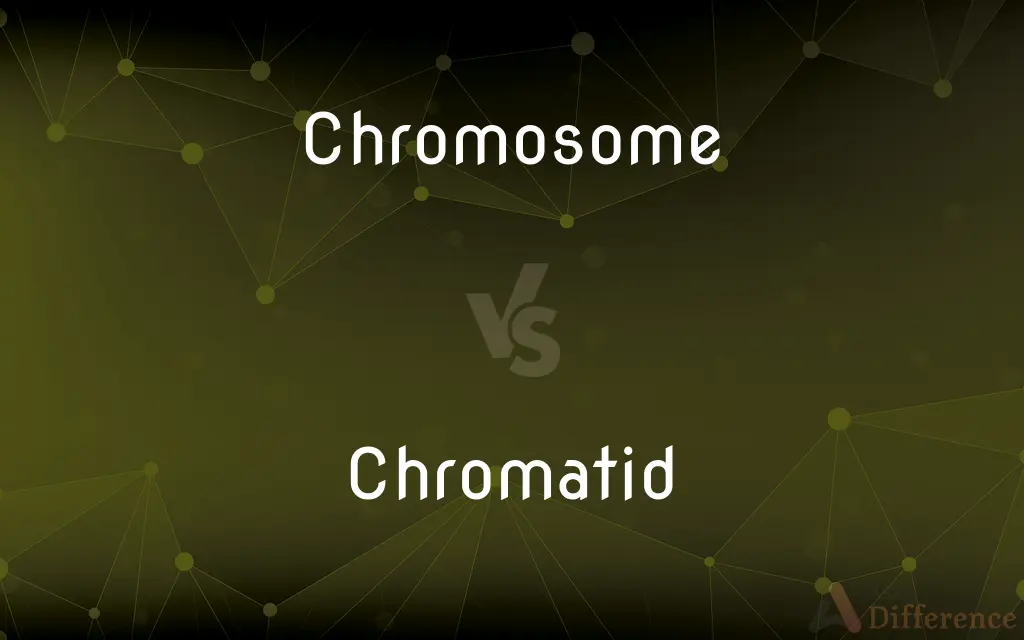 Chromosome vs. Chromatid — What's the Difference?