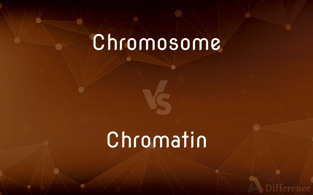 Chromosome vs. Chromatin — What's the Difference?
