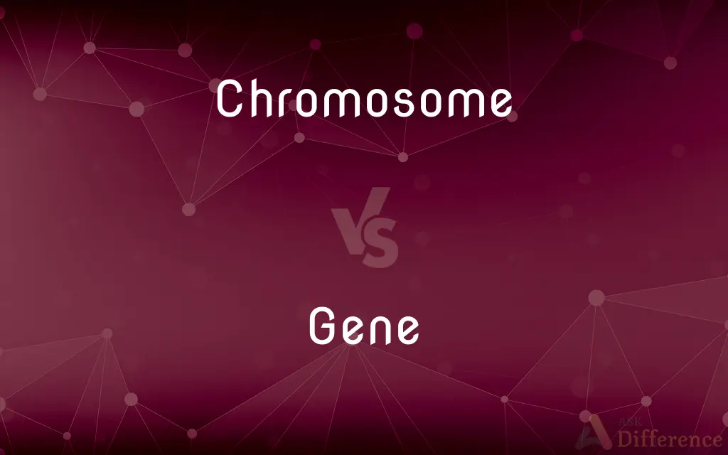 Chromosome vs. Gene — What's the Difference?