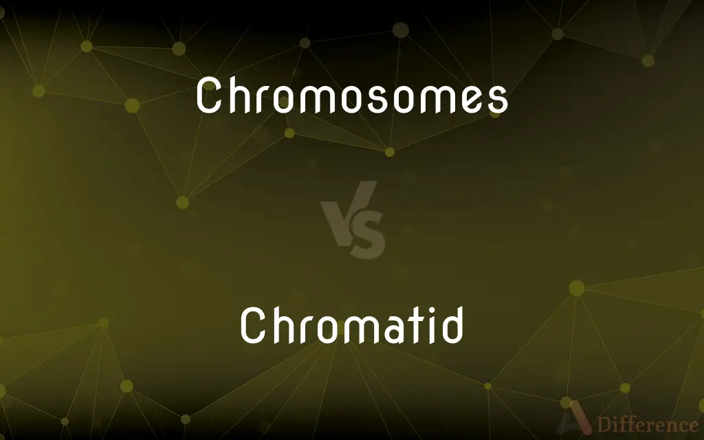 Chromosomes vs. Chromatid — What's the Difference?