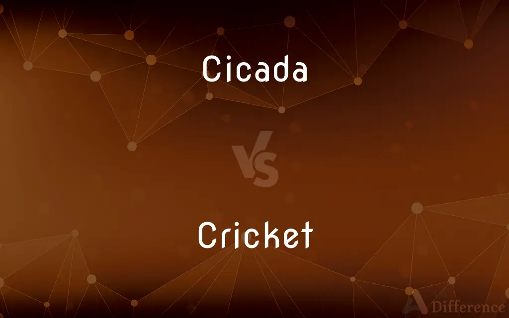 Cicada vs. Cricket — What's the Difference?
