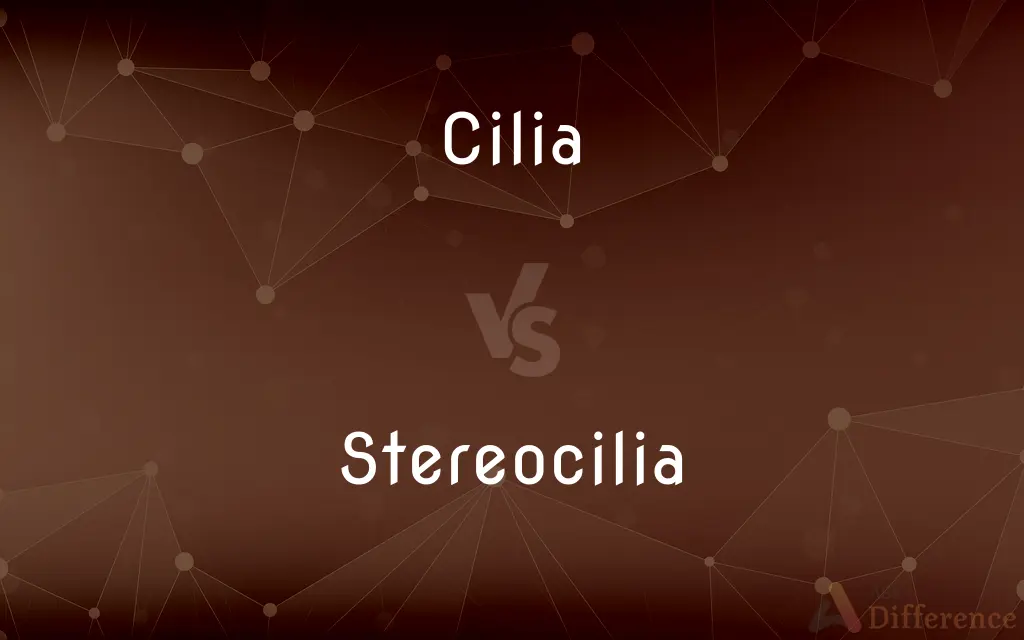 Cilia vs. Stereocilia — What's the Difference?
