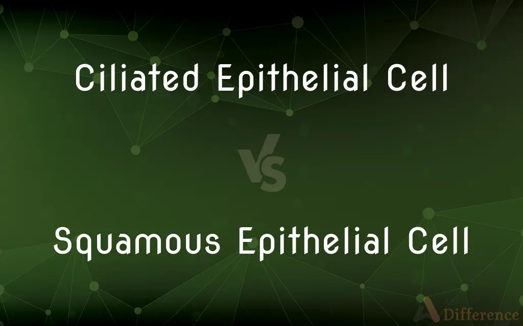 Ciliated Epithelial Cell vs. Squamous Epithelial Cell — What's the Difference?