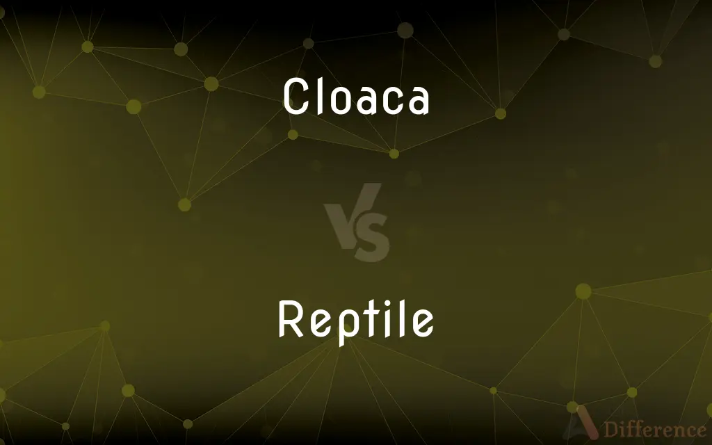 Cloaca vs. Reptile — What's the Difference?