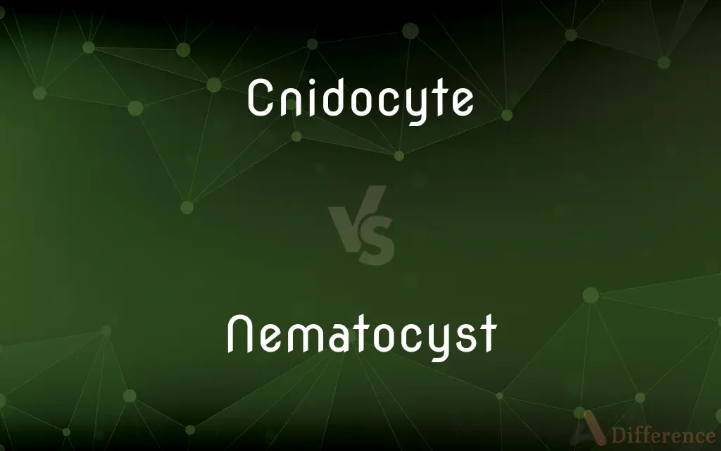 Cnidocyte vs. Nematocyst — What's the Difference?