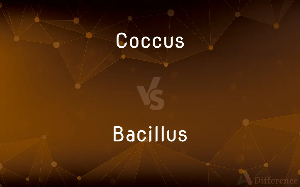 Coccus vs. Bacillus — What's the Difference?