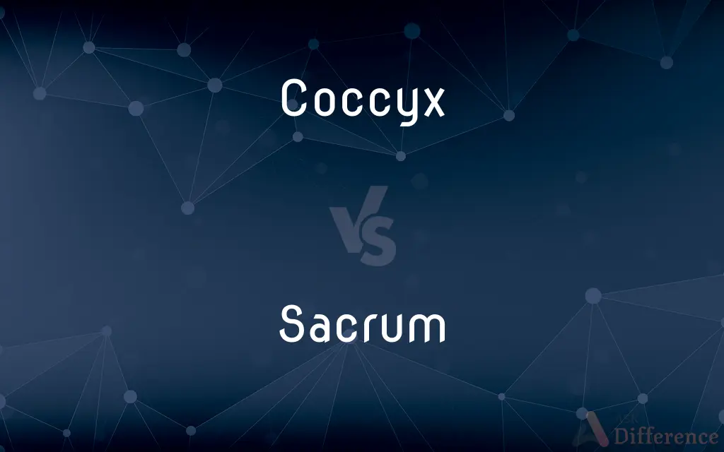 Coccyx vs. Sacrum — What's the Difference?
