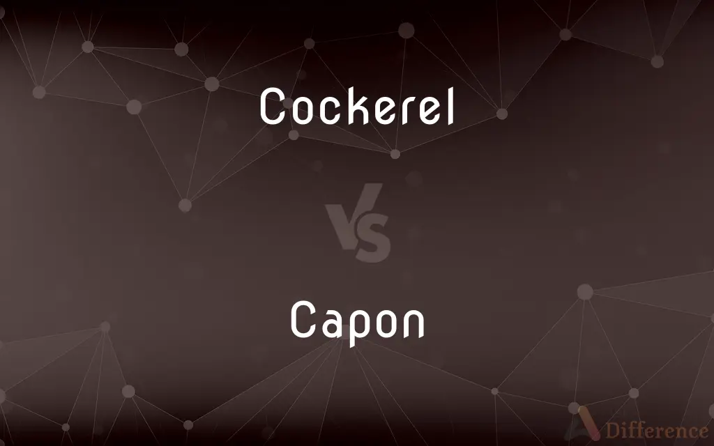 Cockerel vs. Capon — What's the Difference?