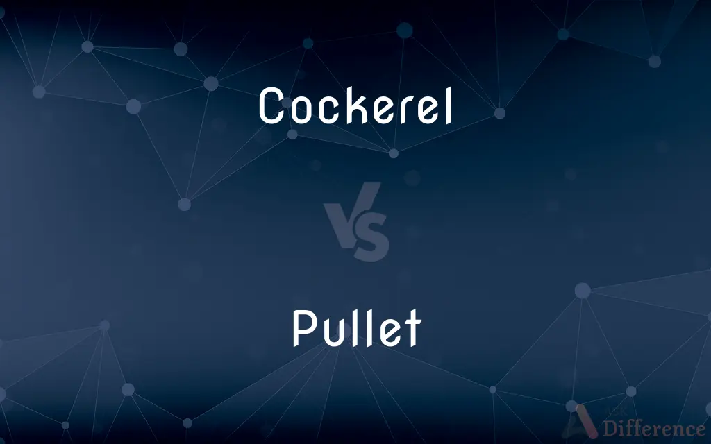 Cockerel vs. Pullet — What's the Difference?