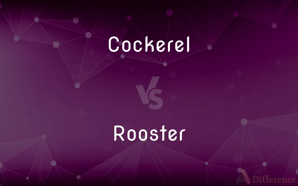 Cockerel vs. Rooster — What's the Difference?