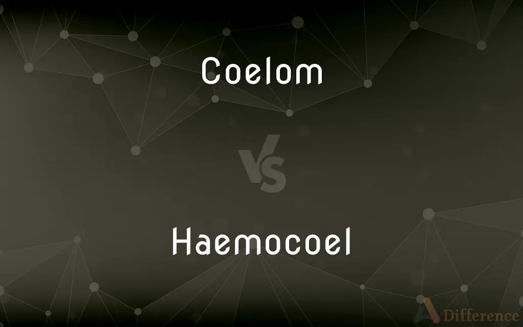 Coelom vs. Haemocoel — What's the Difference?