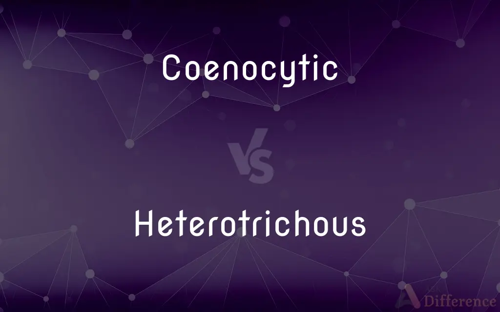 Coenocytic vs. Heterotrichous — What's the Difference?