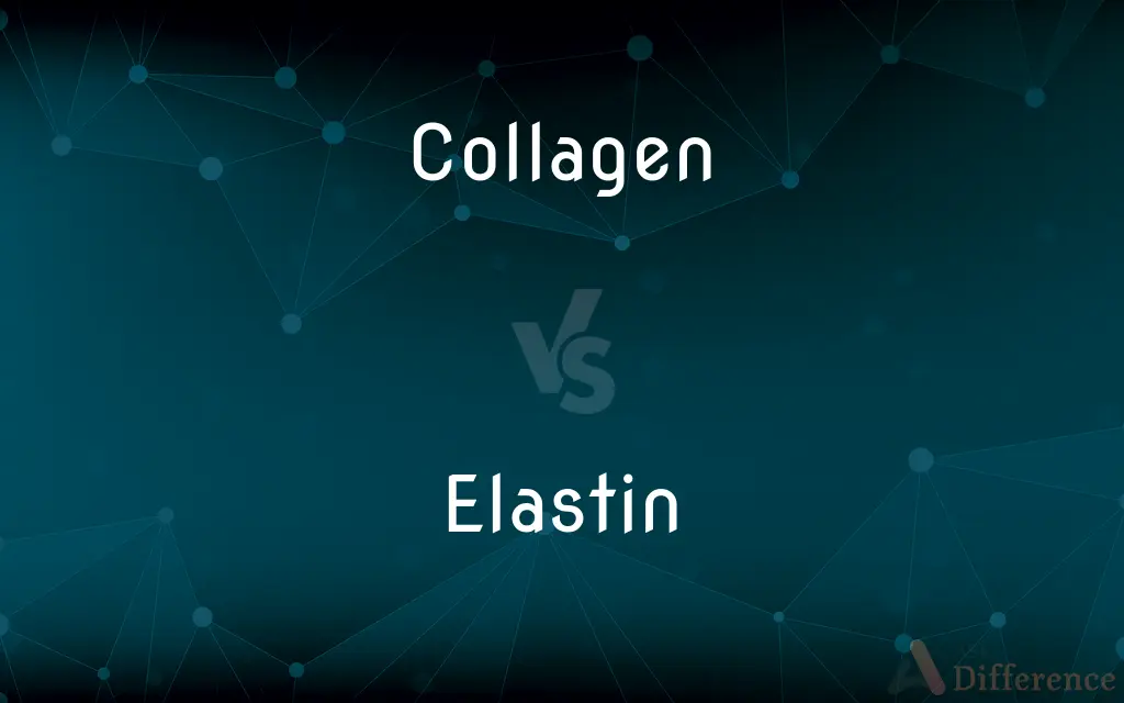 Collagen vs. Elastin — What's the Difference?