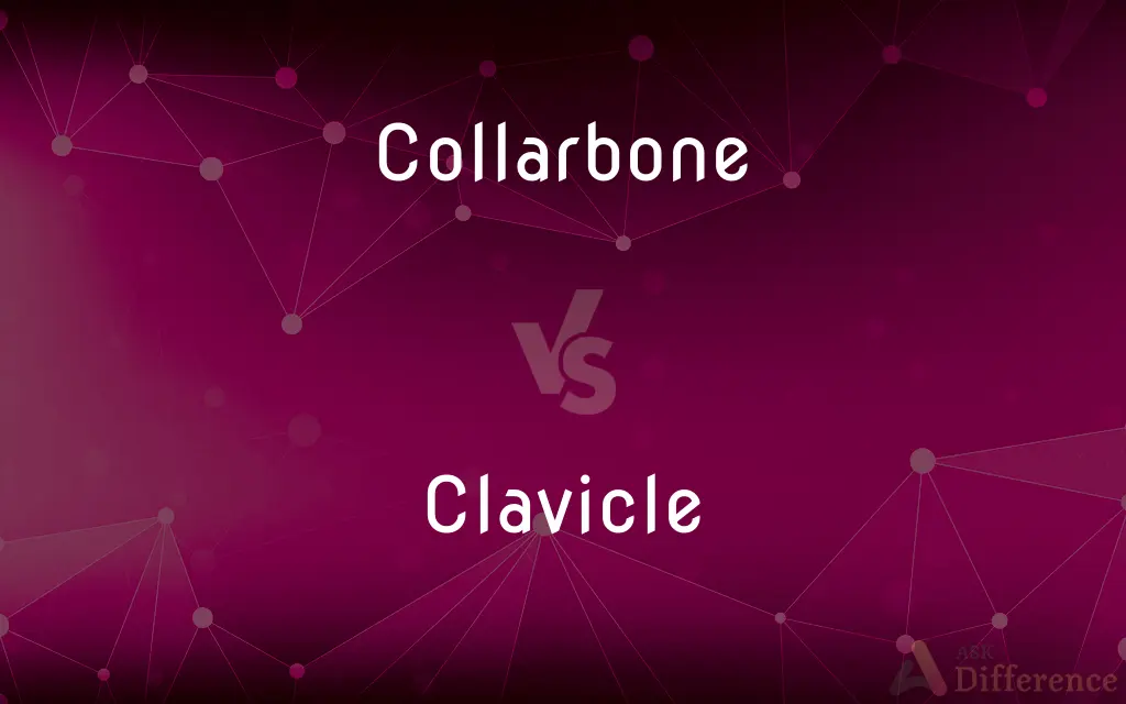 Collarbone vs. Clavicle — What's the Difference?
