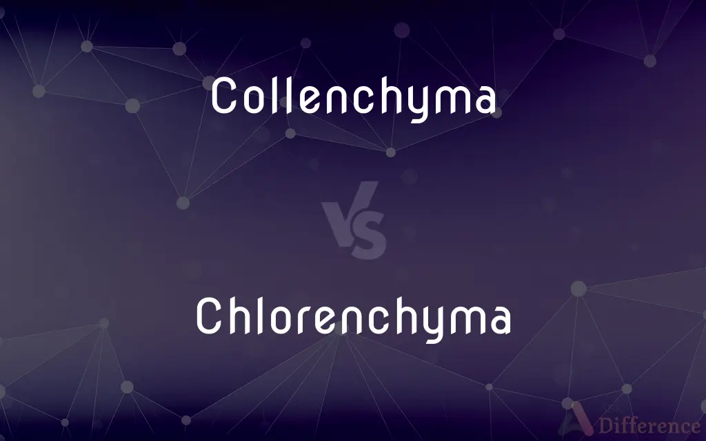 Collenchyma vs. Chlorenchyma — What's the Difference?