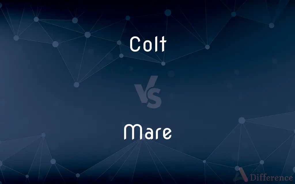 Colt vs. Mare — What's the Difference?