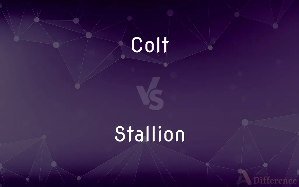 Colt vs. Stallion — What's the Difference?
