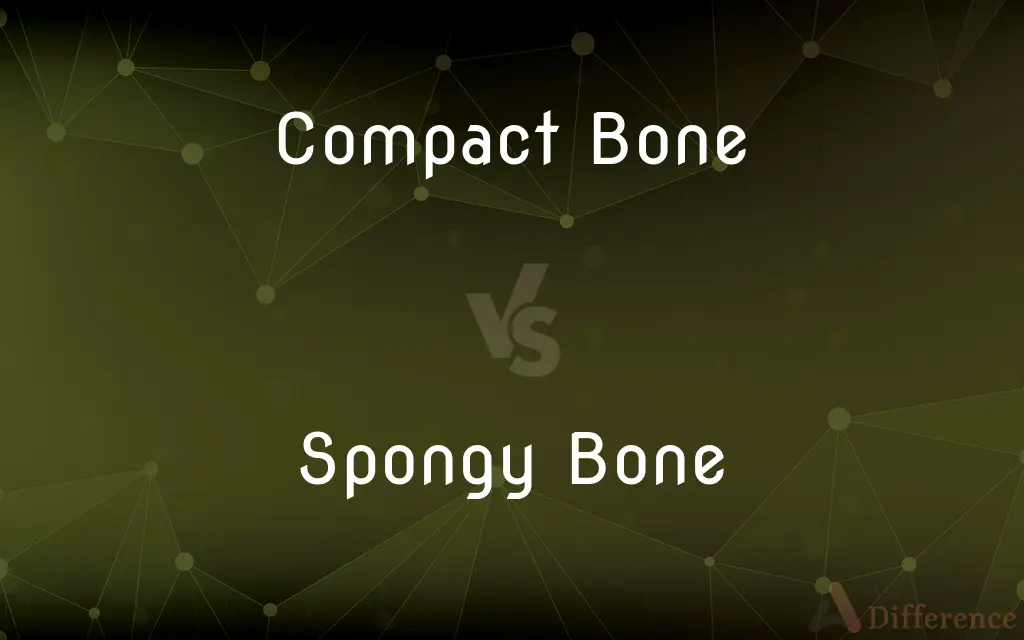 Compact Bone vs. Spongy Bone — What's the Difference?