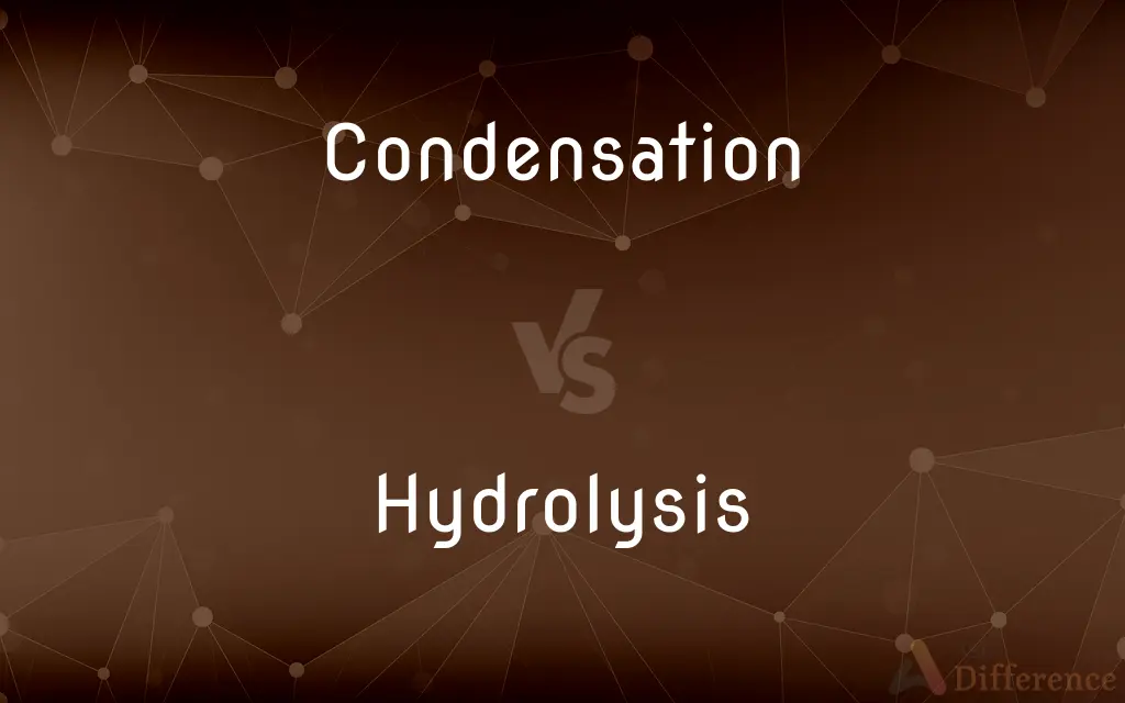 Condensation vs. Hydrolysis — What's the Difference?