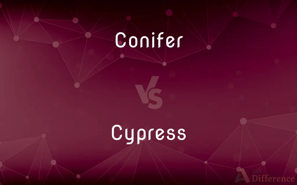 Conifer vs. Cypress — What's the Difference?