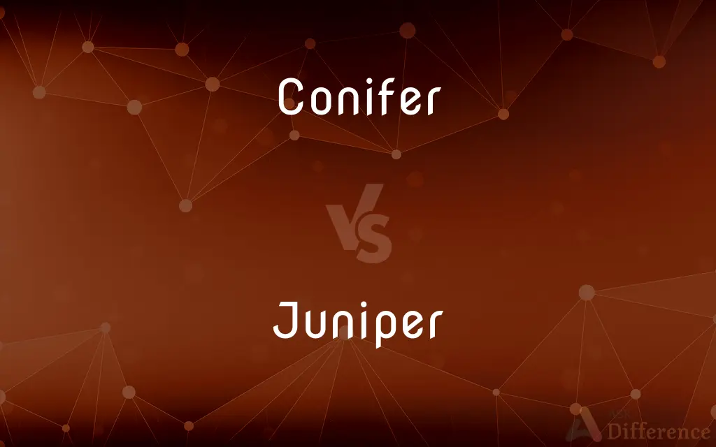 Conifer vs. Juniper — What's the Difference?