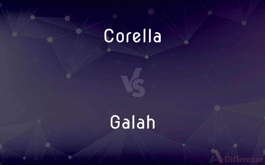 Corella vs. Galah — What's the Difference?