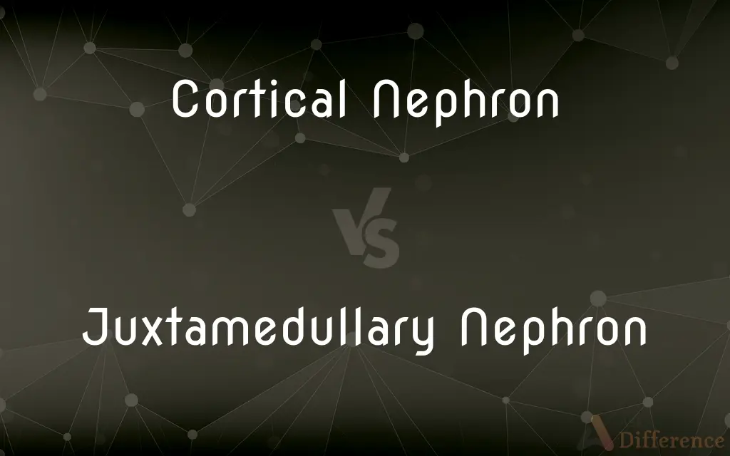 Cortical Nephron vs. Juxtamedullary Nephron — What's the Difference?