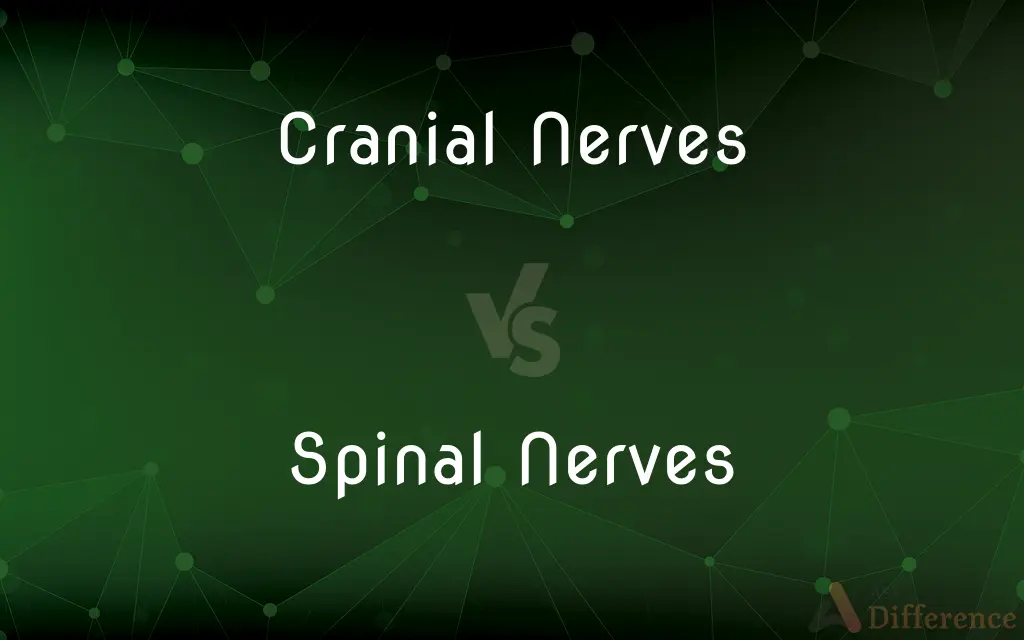 Cranial Nerves vs. Spinal Nerves — What's the Difference?