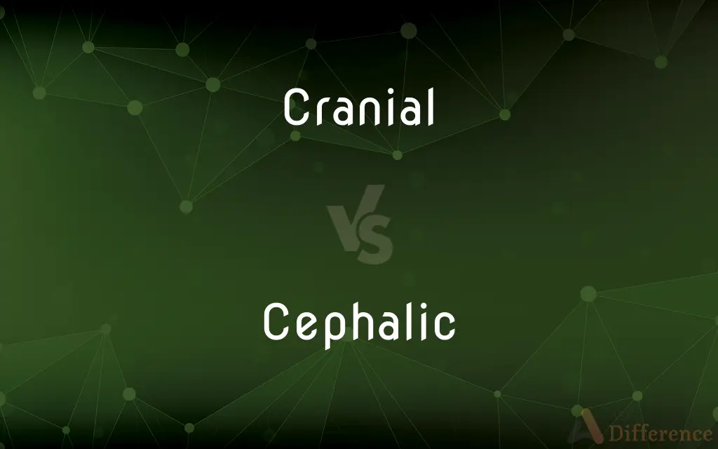 Cranial vs. Cephalic — What's the Difference?