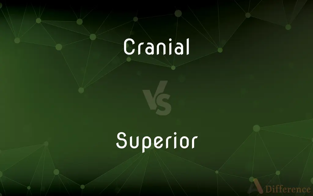 Cranial vs. Superior — What's the Difference?