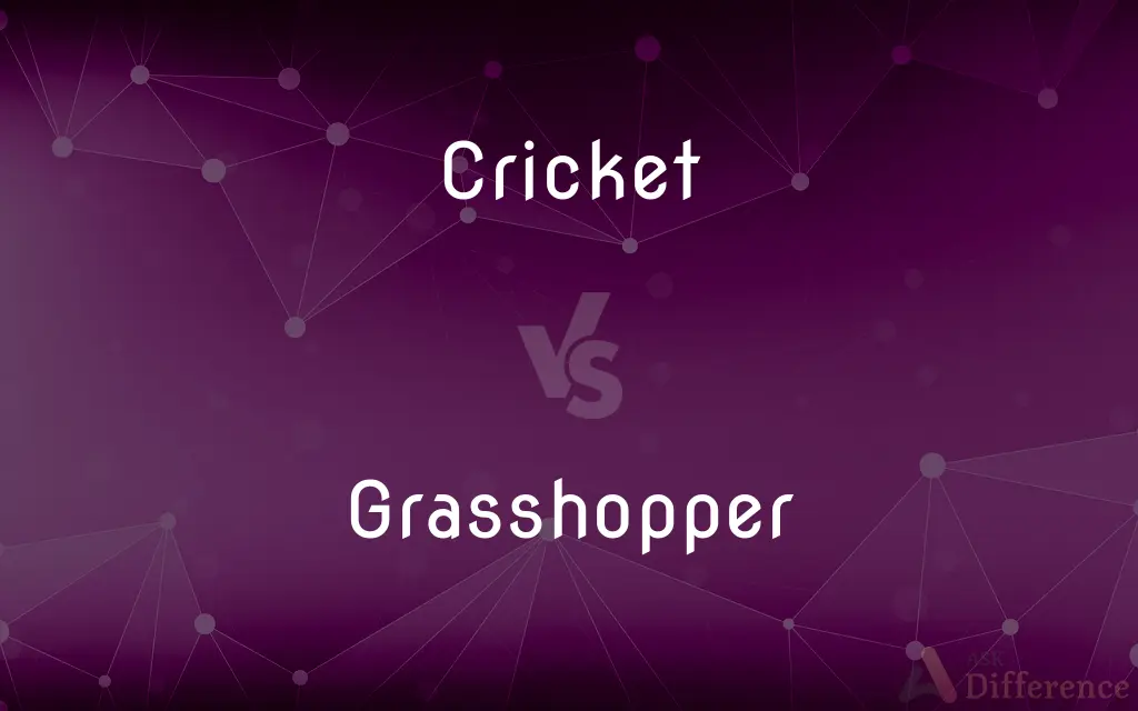 Cricket vs. Grasshopper — What's the Difference?