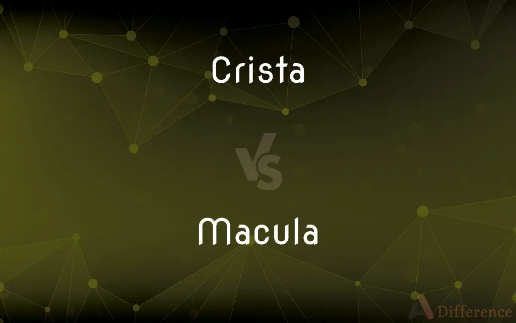Crista vs. Macula — What's the Difference?