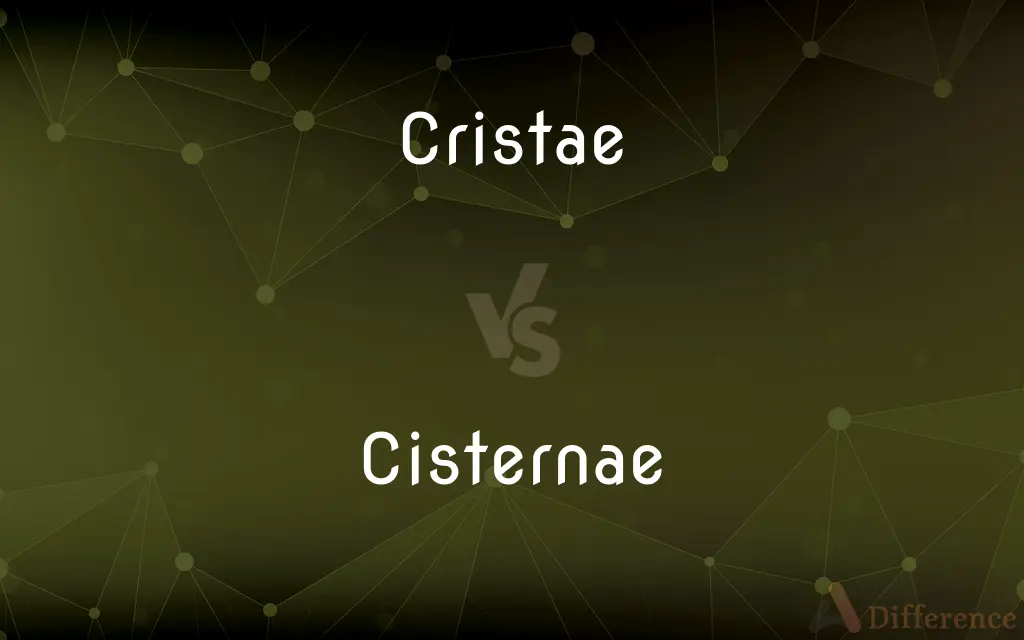 Cristae vs. Cisternae — What's the Difference?