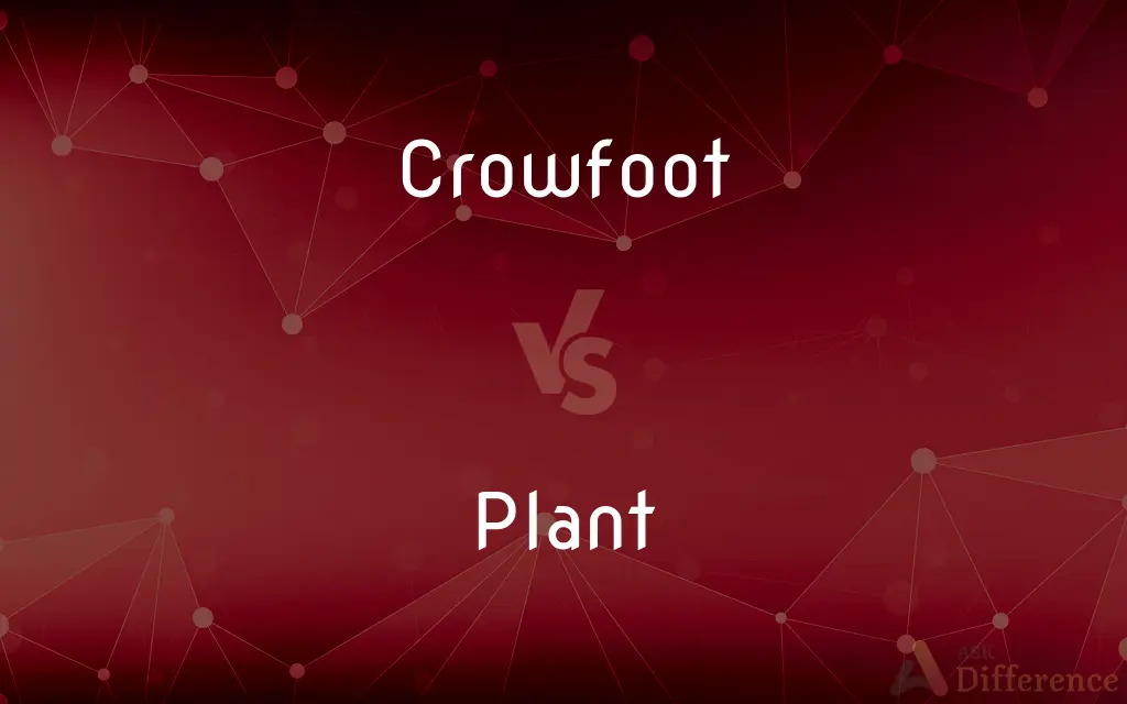 Crowfoot vs. Plant — What's the Difference?
