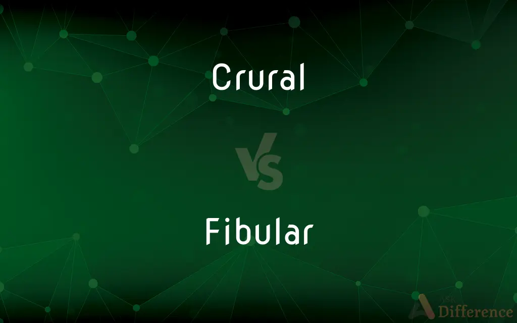 Crural vs. Fibular — What's the Difference?