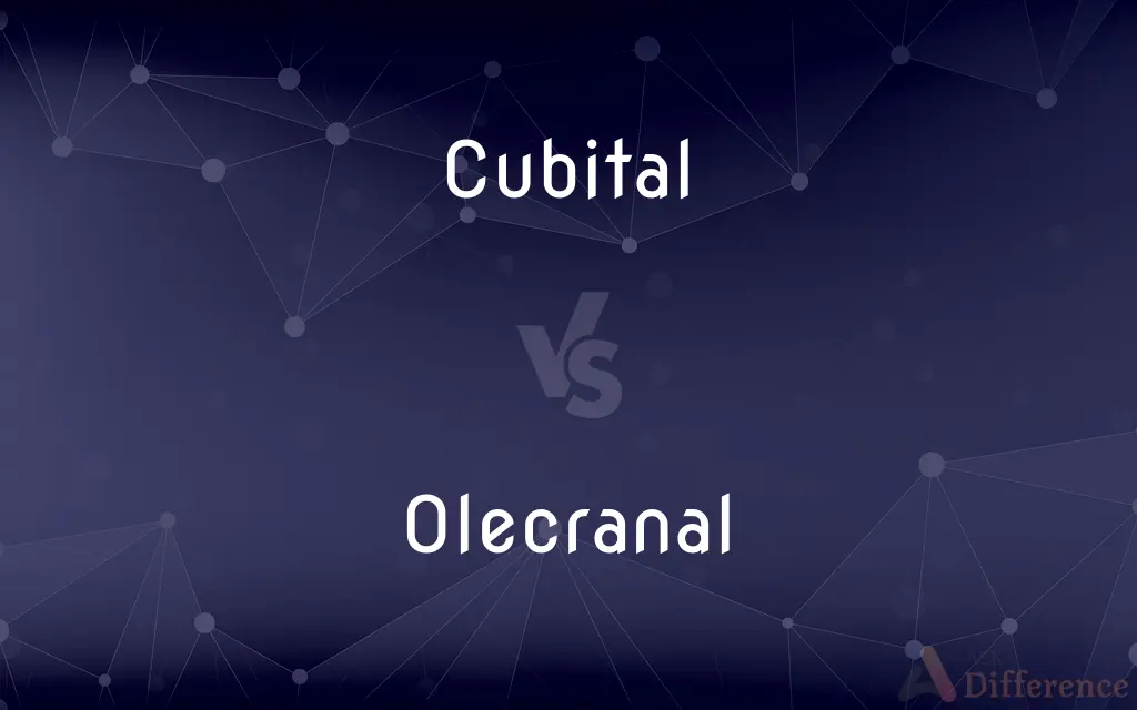 Cubital vs. Olecranal — What's the Difference?