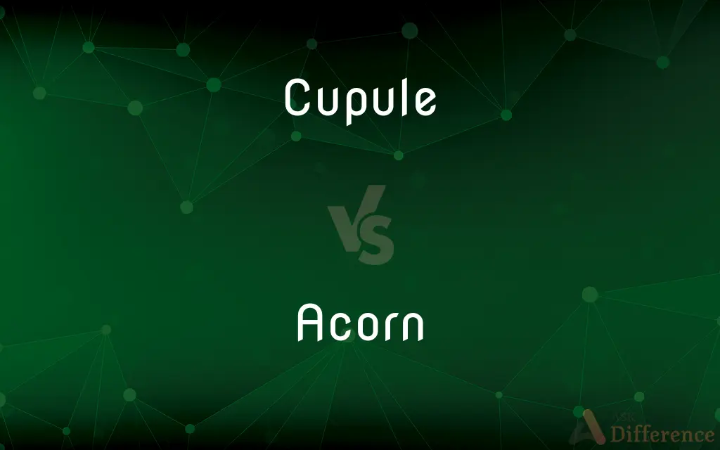 Cupule vs. Acorn — What's the Difference?