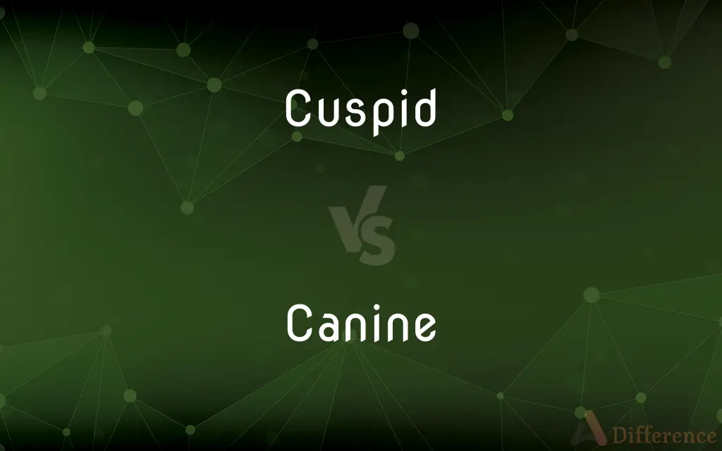 Cuspid vs. Canine — What's the Difference?