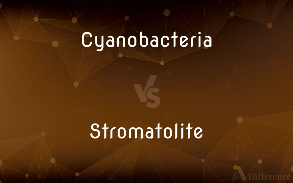 Cyanobacteria vs. Stromatolite — What's the Difference?