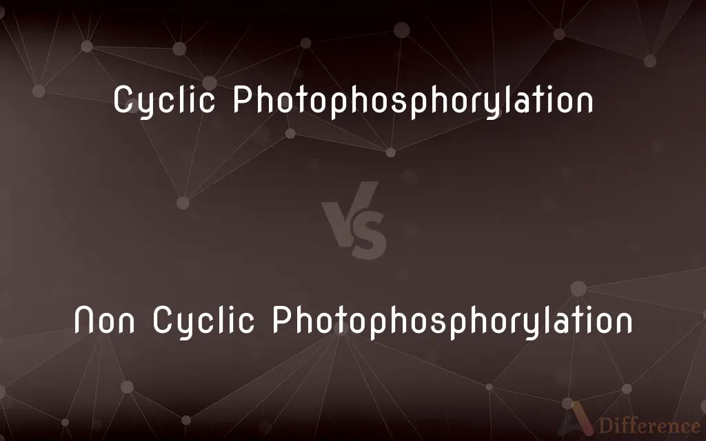 Cyclic Photophosphorylation vs. Non Cyclic Photophosphorylation — What's the Difference?