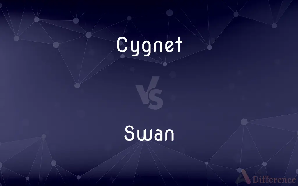 Cygnet vs. Swan — What's the Difference?