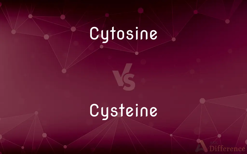 Cytosine vs. Cysteine — What's the Difference?