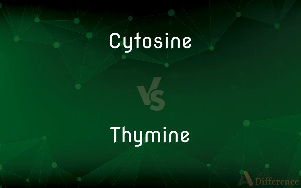 Cytosine vs. Thymine — What's the Difference?