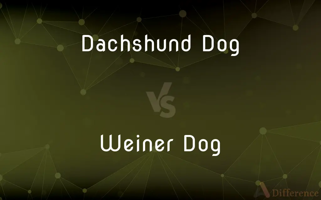 Dachshund Dog vs. Weiner Dog — What's the Difference?