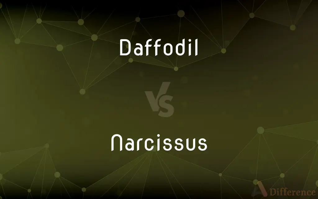 Daffodil vs. Narcissus — What's the Difference?