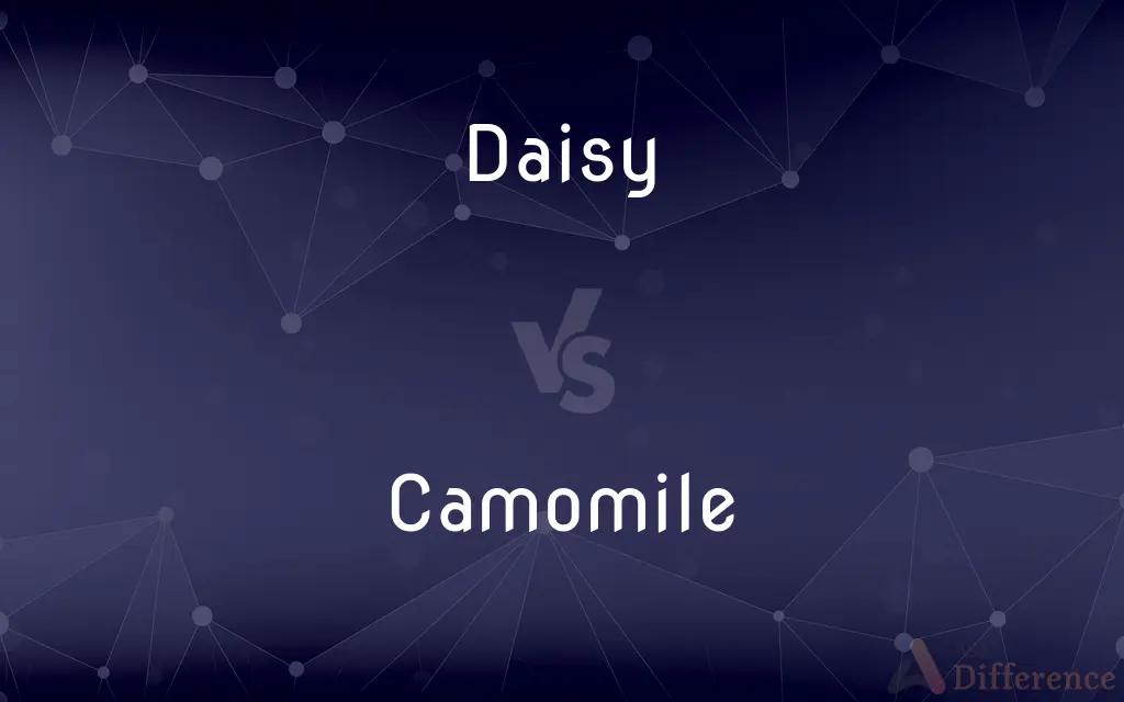 Daisy vs. Camomile — What's the Difference?