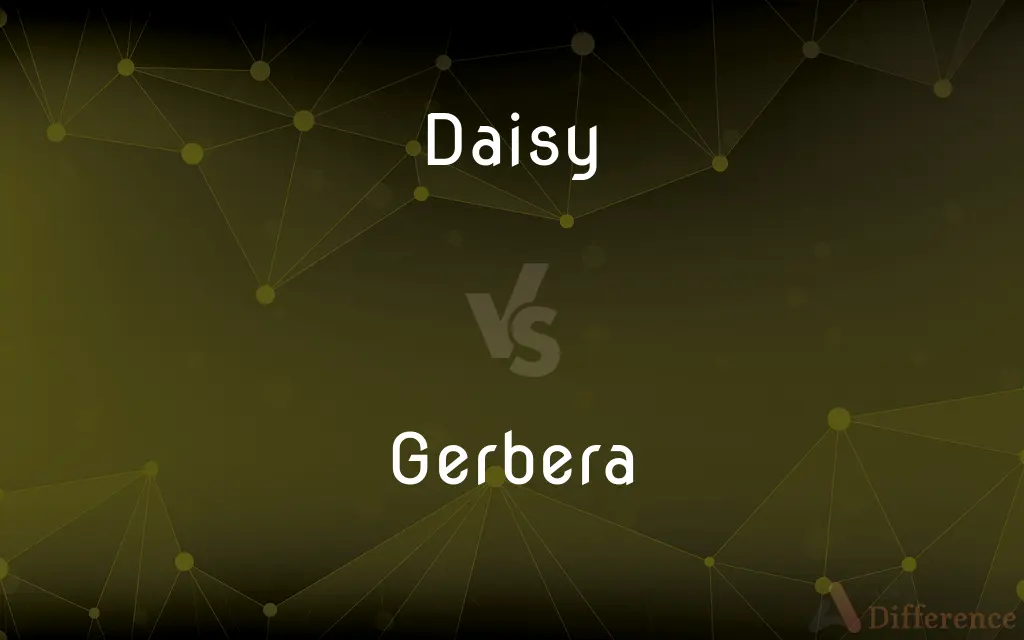 Daisy vs. Gerbera — What's the Difference?
